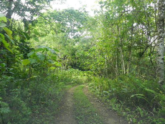 Unsere off-road-Fahrt führte uns durch enge, dicht bewachsene Waldstücke