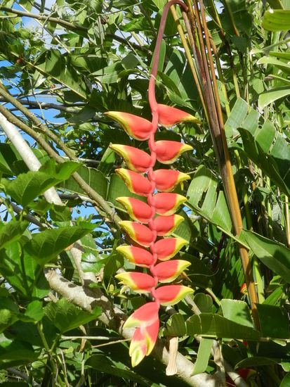 Die Natur hat Überraschendes zu bieten, wie diese Blüte ...