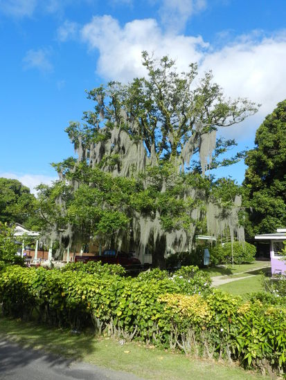 ... oder diese langen "Bärte" aus Moos