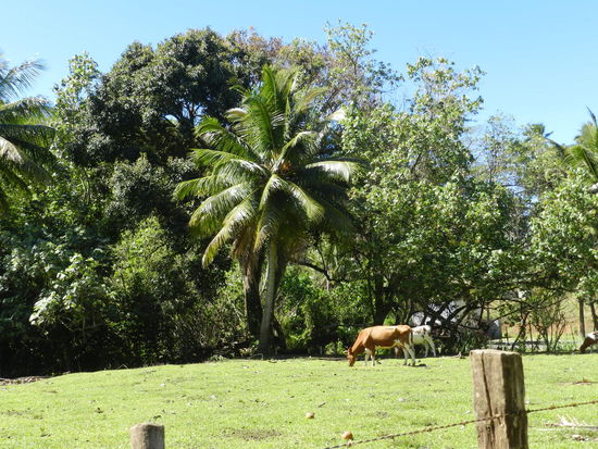 Fast wie im Allgäu: glückliche, freilaufende Kühe auf sattgrünen Wiesen, nur unter Palmen