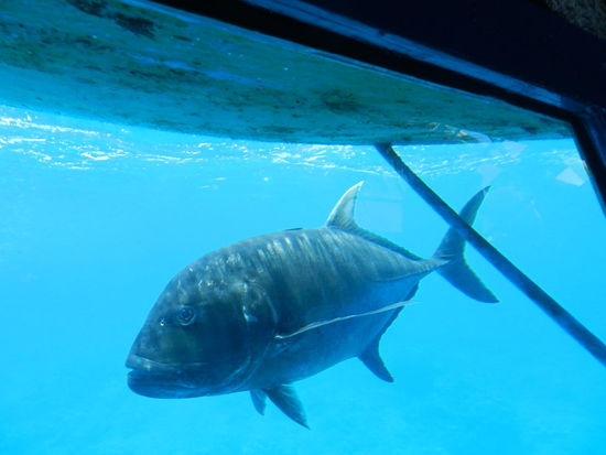 Einen guten Blick, teilweise 15-20 m weit, hatte man aus dem Schiff