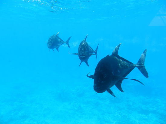 Teilweise wurden die Fische angefüttert, um sie nah ans Schiff zu locken
