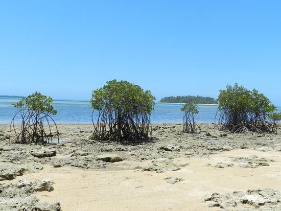 Auch einige Mangroven wachsen auf der kleinen Insel Pangaimotu