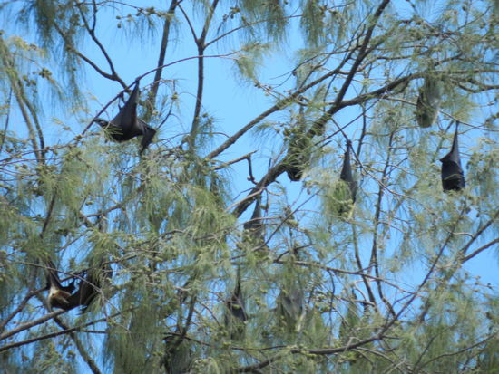 Flying Foxes hängen träge im Baum