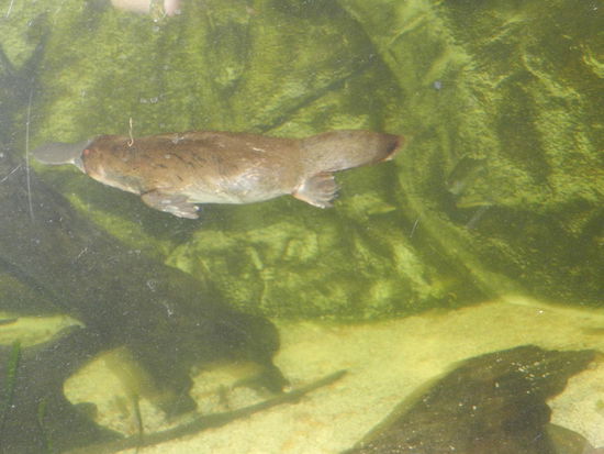 Ein Schnabeltier, engl. Platypuss, das einzige eierlegende Säugetier der Welt, hier in Seaworld zu sehen