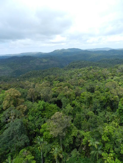 Blick aus dem Skyrail auf den Regenwald bei Cairns