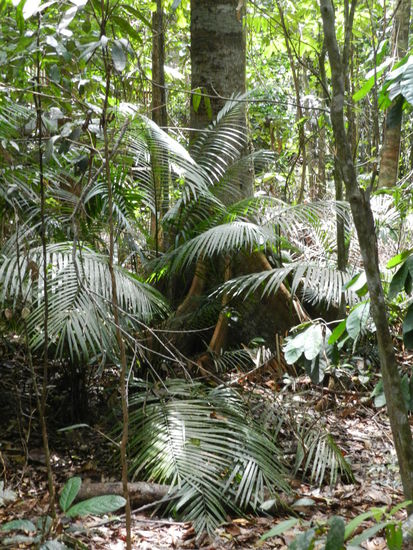 Impressionen aus dem Regenwald