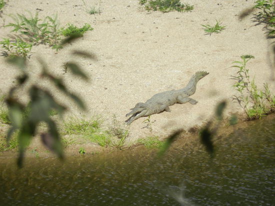 Mein einzig gesichtetes freilebendes Krokodil auf einer Sandbank im Barron River