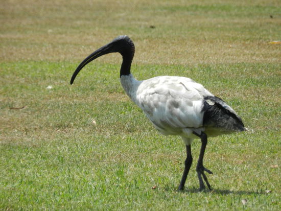 Ein Ibis in Sydney