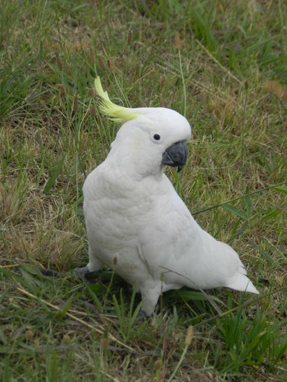 Gelbhaubenkakadus gibt es immer wieder auch in Städten zu sehen, dieser saß im Straßenbahnmuseum Sydneys