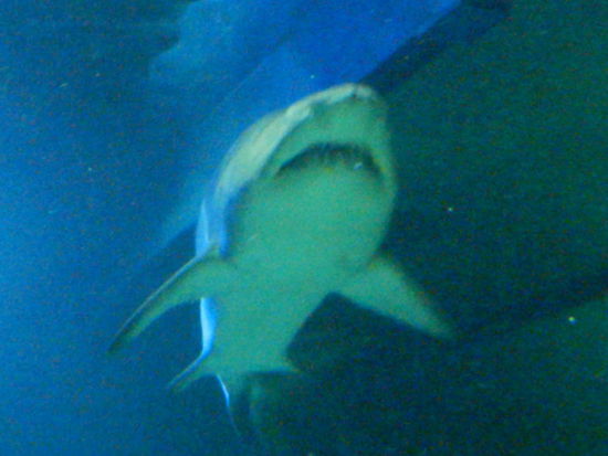 An der Küste Queenslands ist zur Zeit Hochsaison für Haie. Dieser hier schwimmt aber gerade über mir (Tunnelaquarium) im Sealife Sydneys