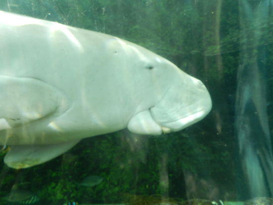 Eine grinsende Seekuh im Sealife