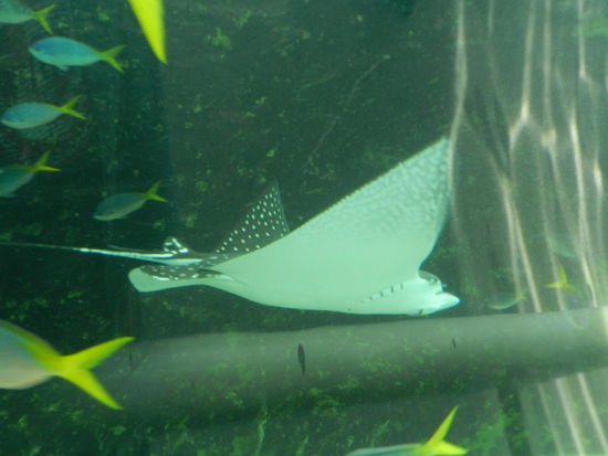 Riesige Rochen gab es auch im Sealife zu sehen