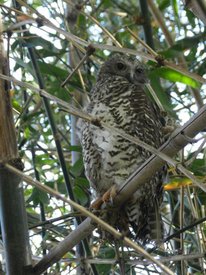 Ein freilebender Uhu im Botanischen Garten Sydneys