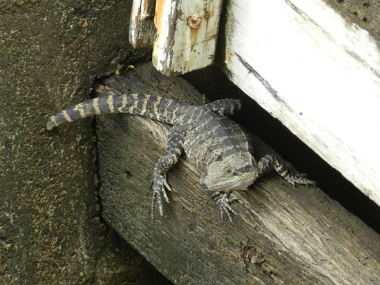 Ein Leguan am Ufer des Brsisbanerivers