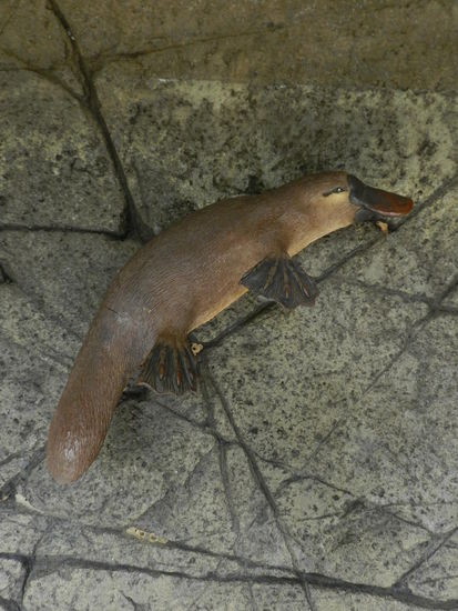 Er ist leider nicht echt, zeigt aber, wie ein Schnabeltier in Gänze aussieht