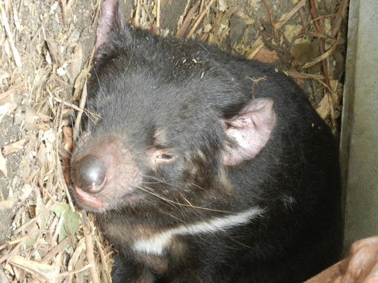 Tasmanischer Teufel bei seiner Lieblingsbeschäftigung