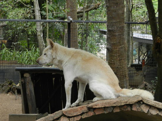 Dingo - australischer Wildund