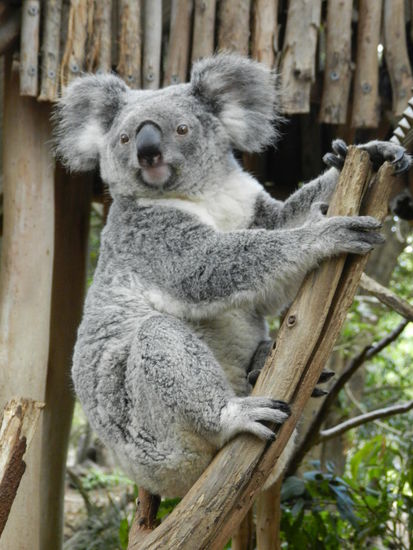 Und natürlich gab es jede Menge Koalas im Lone Pine Sanctuary in Brisbane.