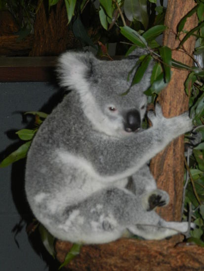 Obwohl ich 27 Stunden mit der Bahn durch Eukalyptuswälder fuhr, sah ich nicht einen einzigen Koala in freier Wildbahn.