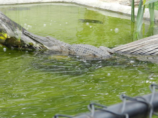 Auch ihn gab es nur in Gefangenschaft zu sehen