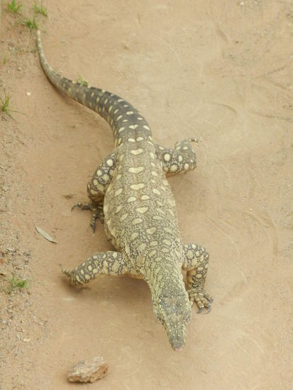 Ein Waran - seinen im Wasser lebenden Artgenossen hatte ich in Tansania schon einmal live erlebt. Wenn er faucht, meint man, ein Gasbrenner wird entzündet