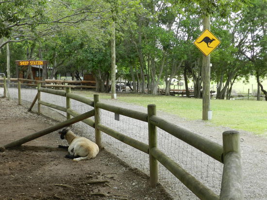 Weil es in Australien mehr Schafe als Menschen gibt, sollen auch sie nicht zu kurz kommen