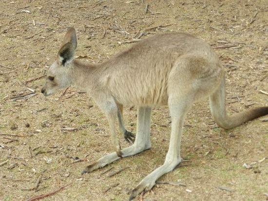 Das wohl bekannteste Tier Australiens