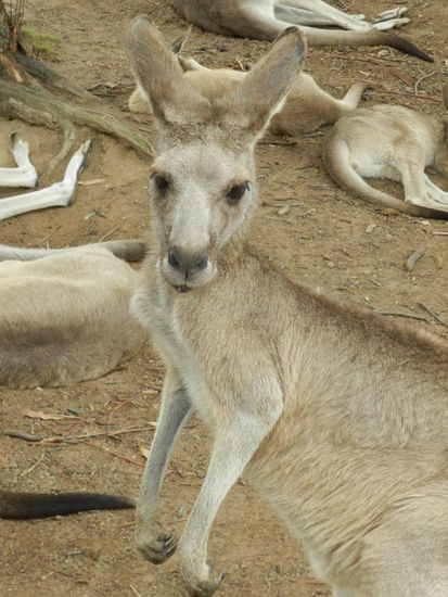 Einen komischen Gesichtsausdruck hat er ja doch schon ...