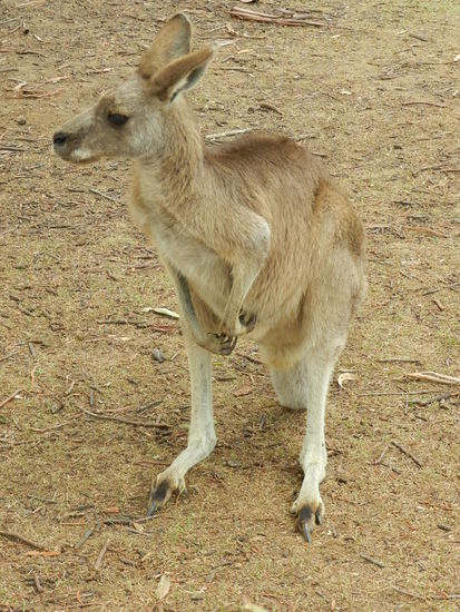 ... trotzdem gefallen mir diese Viecher!