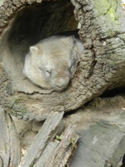 Ein dicker, pummeliger Wombat in seiner Baumhöhle