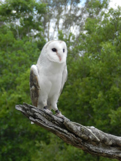 Auch dieser eulenartige Vogel ist endemisch in Australien, leider vergaß ich seinen Namen
