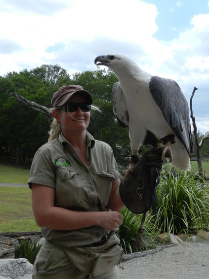 Ein Fischadler lebt auch im Sanctuary in Brisbane