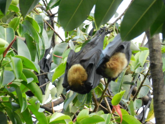 Flying foxes (Flughunde, vegetarische Fledermäuse) in Cairns