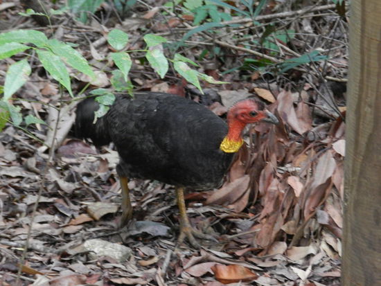 Australischer Truthahn