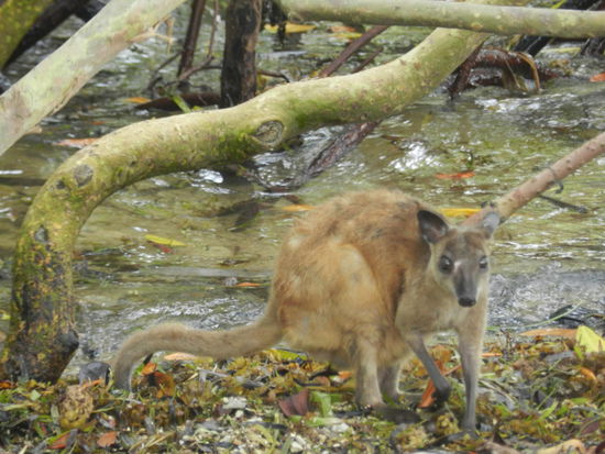 Ein Zwergkänguruh auf der Insel Loloata, nur ca. 50 cm hoch