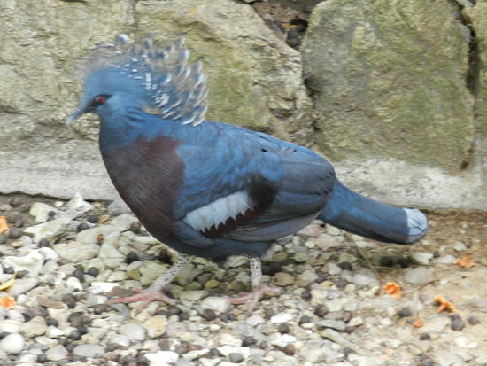 Guineataube, etwa so groß wie ein Pfau, mit schönem Gefieder, Kopfschmuck und knallroten Augen