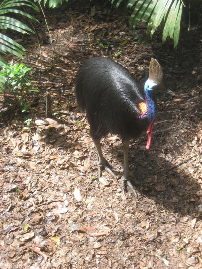 Ein Cassowary, ein Laufvogel mit buntem Kopfschmuck