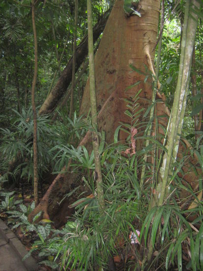 Brettwurzelbaum im botanischen Garten Port Moresby