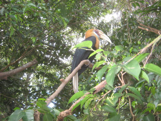Ein Tukanähnlicher Vogel
