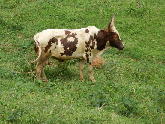 Beeindruckende Hörner haben diese Rinder
