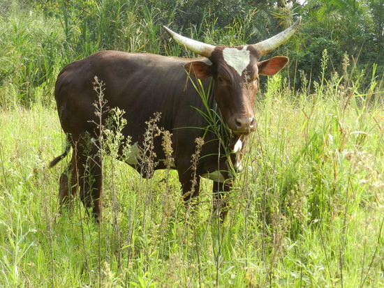 60-70 cm Hörner sind keine Seltenheit