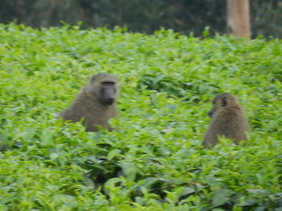 Paviane in der Teeplantage in der Nähe des Kratersees