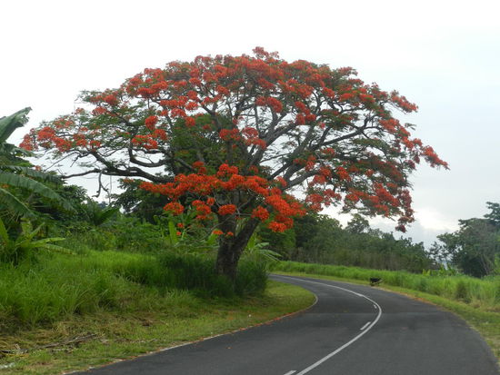 Mal heißt er Flametree, mal Christmastree - weil er nur zur Weihnachtszeit blüht