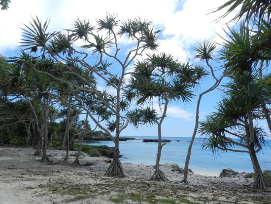 Es gibt viele schöne Strände und Buchten auf Efate, hier sind Pandanus-Bäume zu sehen