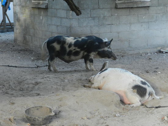 ... auch sie wohnen mittendrin