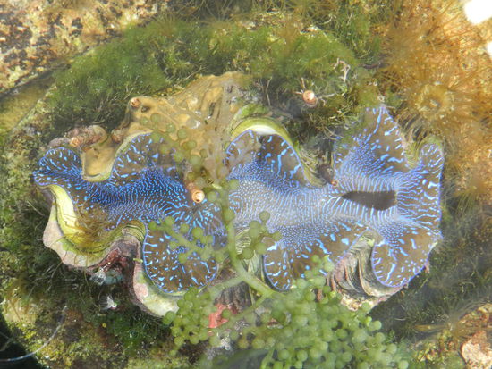 Hieraus wird einmal eine Riesenmuschel