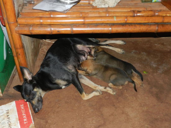 Diese drei Hostelhundis hatten auch Heiligabend: es gab reichlich Reste von den Gästen, alles für die Mama