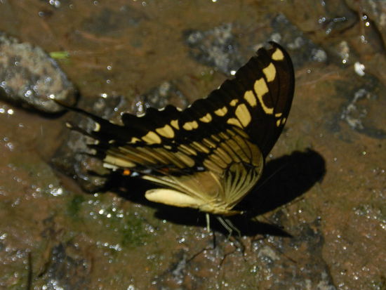 Viele unterschiedliche Schmetterlinge gab es am Flussufer zu sehen