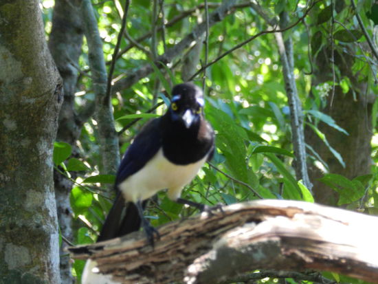 Sieht etwa so aus wie eine Elster, macht aber Geräusche wie ein Papagei